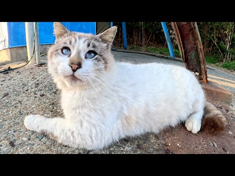 寄り目のシャム猫ちゃんがゴロンゴロンと転げ回って甘えてきた(YouTube)