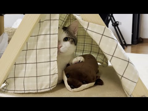 「この子は僕が絶対に守る！」心に誓った猫(YouTube)