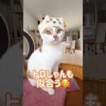 ちいかわのねこのかぶりものガチャをやって猫につけてみた！ #shorts(YouTube)