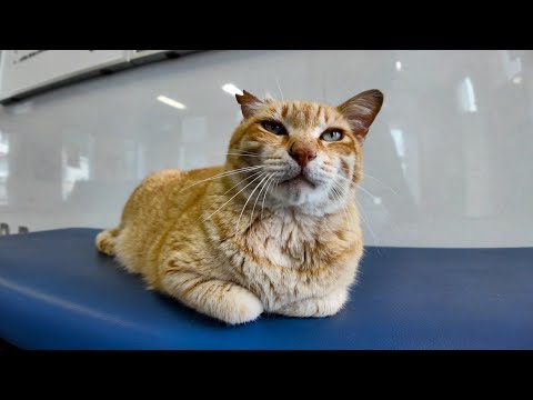 フェリー乗り場の待合室で寝ていた猫の隣に座ってナデナデしてきた(YouTube)