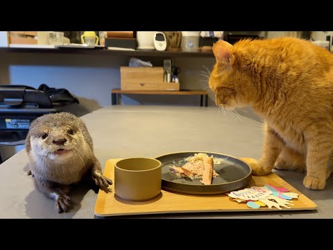 猫のもち４歳の誕生日をカワウソがお祝いした！ An otter celebrated Mochi the cat’s fourth birthday!(YouTube)