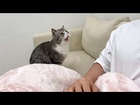 弟がいない隙を狙ってなでなでをおねだりしてくる兄猫がかわいすぎました…笑(YouTube)