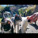 山道を歩いていると猫がたくさん集まってきた(YouTube)