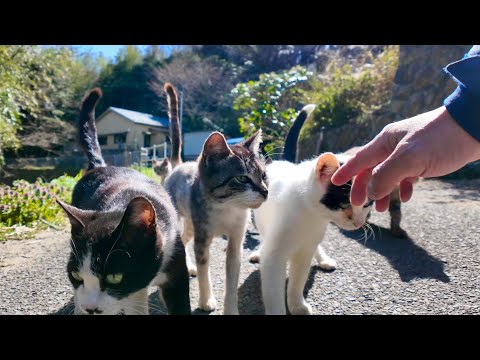 山道を歩いていると猫がたくさん集まってきた(YouTube)
