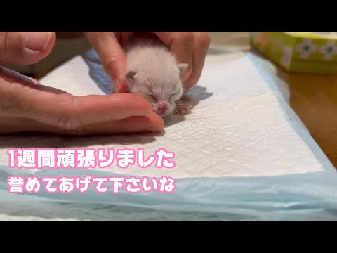 小さな身体で1週間頑張りました 褒めてあげて下さいな  2024 04 08 1(YouTube)