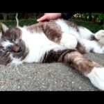 池のほとりで黒マスク猫をモフっていたら、カメとコイも寄ってきた(YouTube)