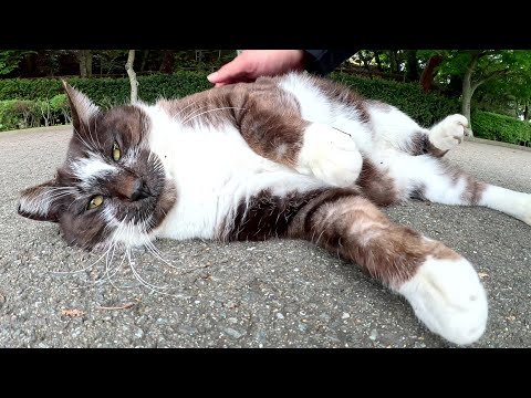 池のほとりで黒マスク猫をモフっていたら、カメとコイも寄ってきた(YouTube)