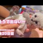 出そうで出ない～ くるちぃにゃ～  母猫に育児放棄された子猫  生後20日目   2024 04 21 1(YouTube)