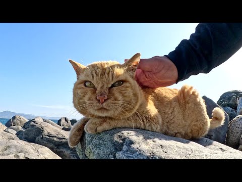 広々とした海の岩場に行ったら、猫達が自由に遊び回っていた(YouTube)