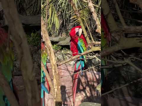 飼育員の談笑 The keeper’s pants are wet. #animals #ベニコンゴウインゴ #飼育員 #動物 #animals(YouTube)