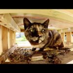 サビ猫ちゃんが引き出しの中に立てこもってナデナデを拒否する(YouTube)