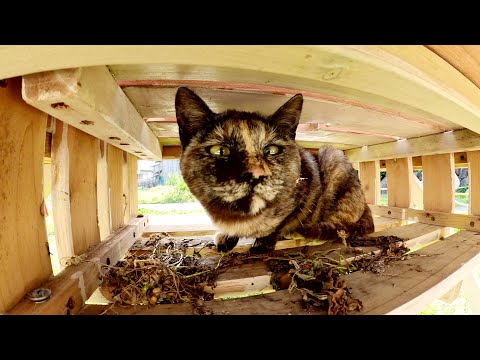 サビ猫ちゃんが引き出しの中に立てこもってナデナデを拒否する(YouTube)