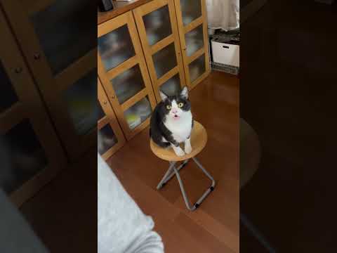 振り返るのを、どれだけ我慢できますか？(YouTube)