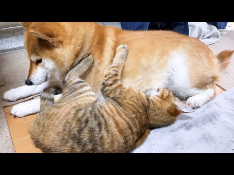 ドキドキしたり怖いことがあると柴犬に甘えまくる子ども猫(YouTube)
