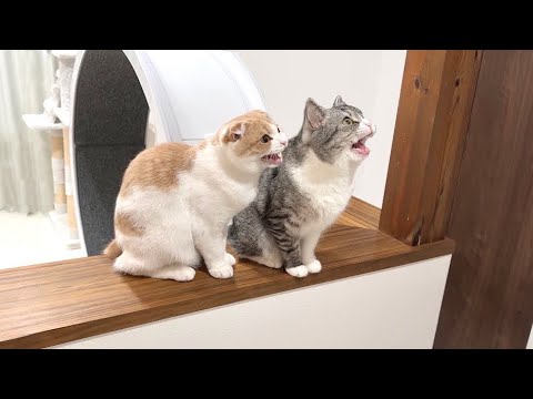 夜中に猫たちが突然大騒ぎし始めたのでついて行ったらまさかの事態に…(YouTube)