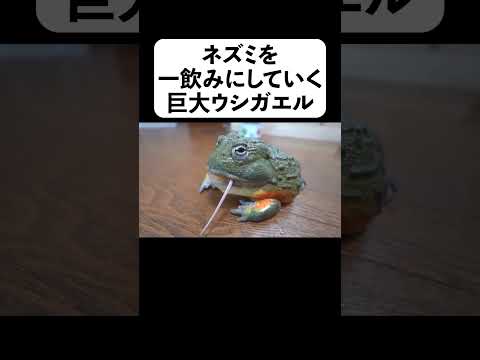ネズミを一飲みにしていく巨大ウシガエル(YouTube)