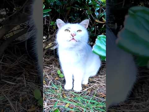 草むらからよく喋る野良猫が出てきたので撫でるとゴロゴロと喜んでカワイイ(YouTube)