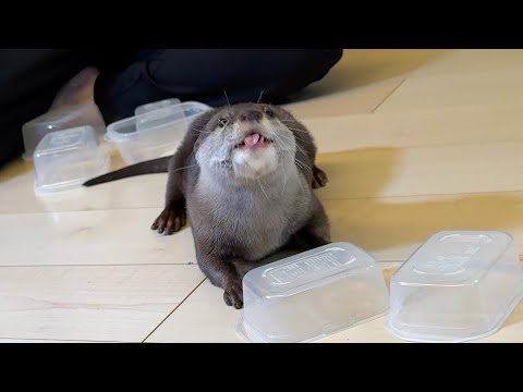張り切るところがそれぞれズレてるカワウソと猫 An otter and a cat, each misaligned in their efforts.(YouTube)