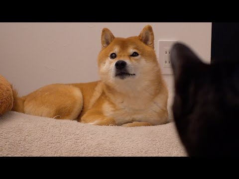 黒猫ゴマの柴犬ハチ愛が凄まじすぎる。(YouTube)