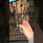 猛犬の檻に手を入れると…(YouTube)