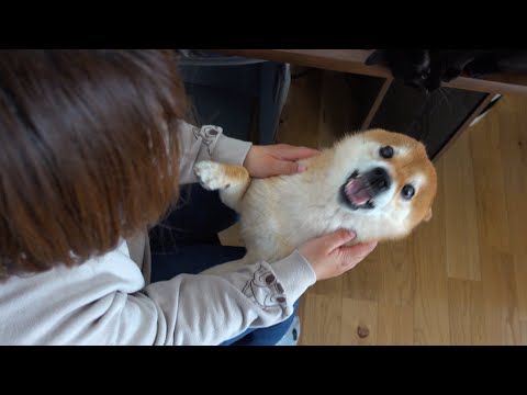 柴犬ハチ、ママが好きすぎて犬語で発狂してしまう。(YouTube)