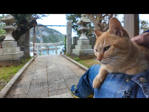 神社の石段に座ると猫が膝の上に乗ってきた(YouTube)