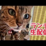 【ランチ生配信】4月も半分終わって新生活慣れてきましたか？生配信(YouTube)