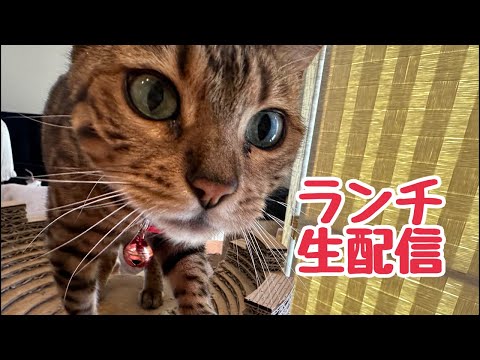 【ランチ生配信】4月も半分終わって新生活慣れてきましたか？生配信(YouTube)
