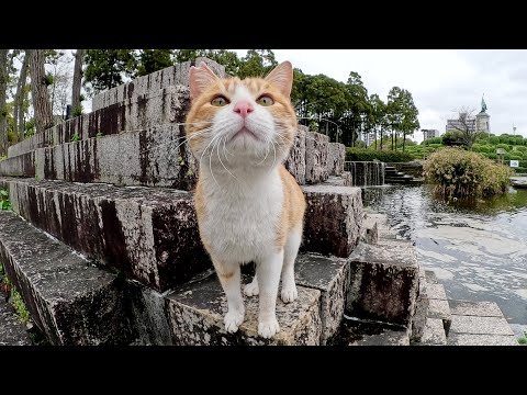 可愛い茶シロ猫が噴水に登って「もっとモフって！」と要求してきた(YouTube)