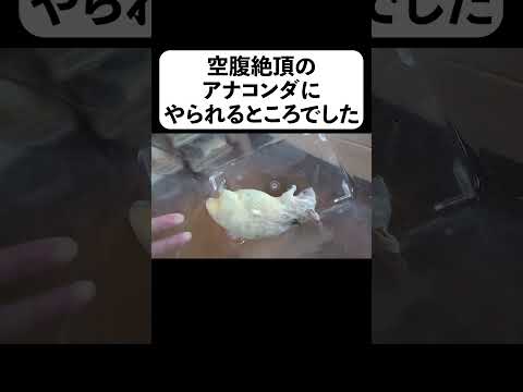 空腹絶頂のアナコンダにやられるところでした(YouTube)