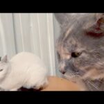 仲間入りしようと急接近する猫にブルブル震える猫(YouTube)