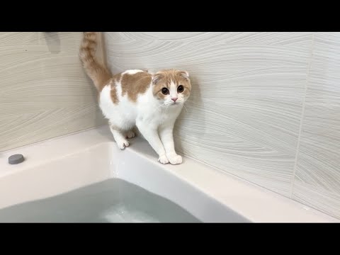 お風呂の淵を歩いてたら行き止まりだった猫がまさかのこうなっちゃいました…(YouTube)