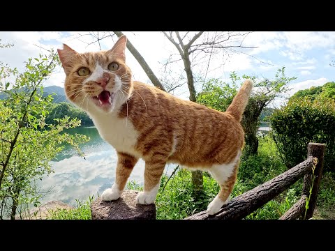 人懐っこい猫が芝刈りに負けない大きな声で「僕はここだよ！」と話しかけてきた(YouTube)
