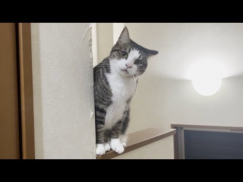 お母さんとどうしても一緒に寝たかった猫(YouTube)