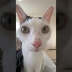 ごはんアピールが近すぎる猫 #shorts(YouTube)