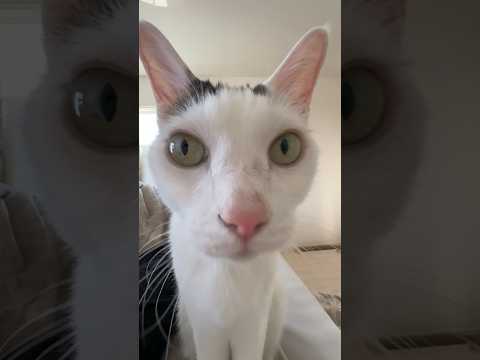 ごはんアピールが近すぎる猫 #shorts(YouTube)