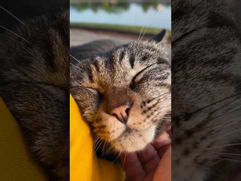 公園のベンチに座ると膝の上に乗ってくる野良猫がかわい過ぎる(YouTube)