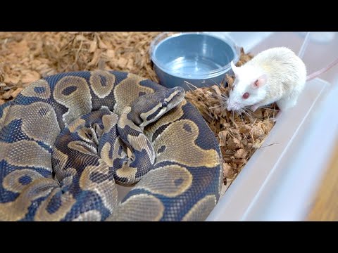 エサを食べない蛇に超ハイパースーパー最終手段を使います(YouTube)