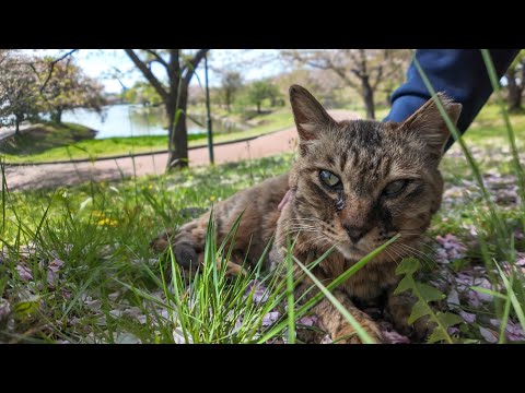 【今週のボツ動画】今週撮った短い未公開動画まとめて公開-unreleased video of this week-2024/4/3w(YouTube)