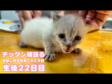 チックン頑張る！ 母猫に育児放棄された子猫 生後22日目  2024 04 23 2(YouTube)