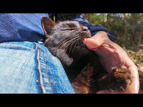 猫神社の黒猫ちゃんは凄い甘えん坊だった(YouTube)