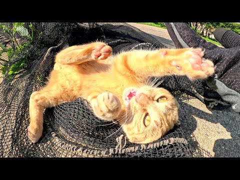 手袋なしには触れないくらい凶暴に育ってしまった茶トラ猫ちゃん(YouTube)