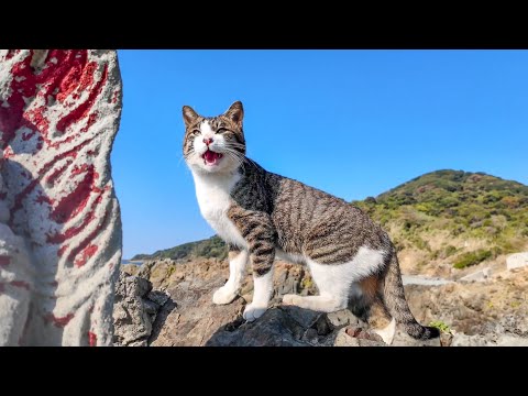 崖っぷちの岩場を悠々と歩く猫たち(YouTube)