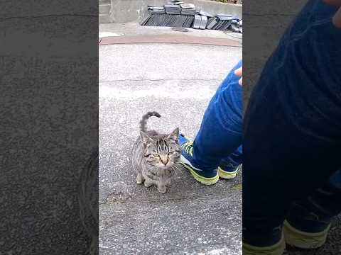 道端に座っていた野良猫をナデナデしたら喜んで膝の上に乗ってきた(YouTube)