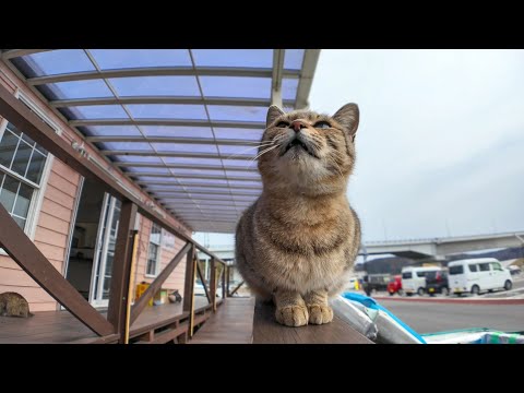 島への配送荷物を確認するフェリー乗り場の猫(YouTube)