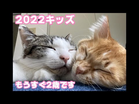 2022キッズ  里親様からのお便り もうすぐ2歳です  2024 04 01 2(YouTube)