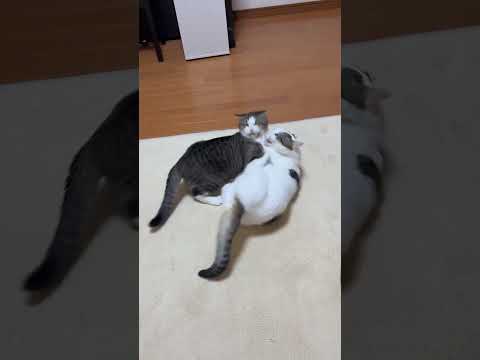 豆大福の正しい食べ方(YouTube)