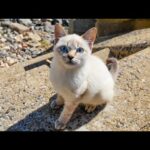 防波堤にいた子猫がかわい過ぎる(YouTube)