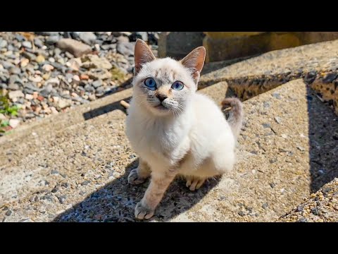 防波堤にいた子猫がかわい過ぎる(YouTube)