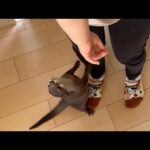 赤ちゃんたちが帰宅時のカワウソの反応 Otter reaction when babies come home(YouTube)